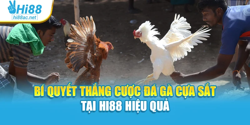 Bí quyết thắng cược đá gà cựa sắt tại Hi88 hiệu quả