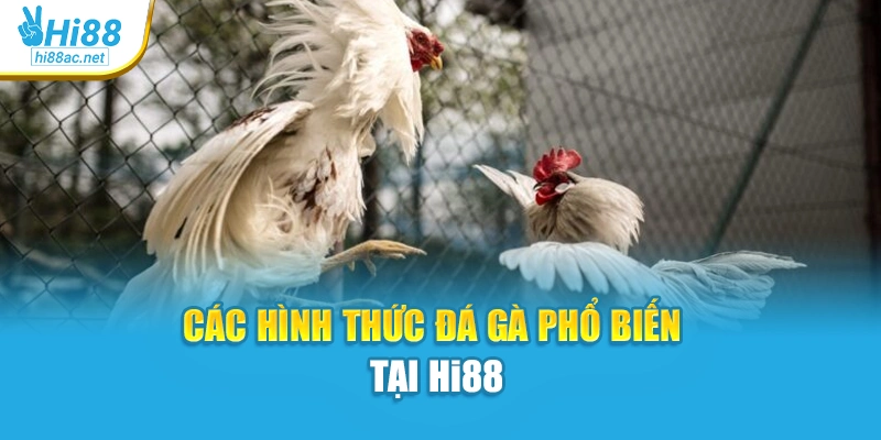 Các hình thức đá gà phổ biến tại Hi88