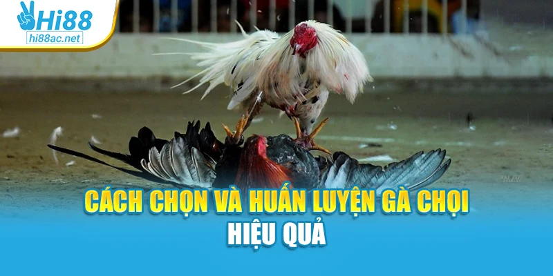 Cách chọn và huấn luyện gà chọi hiệu quả
