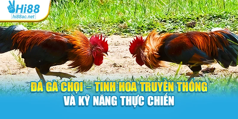 Đá Gà Chọi – Tinh Hoa Truyền Thống Và Kỹ Năng Thực Chiến