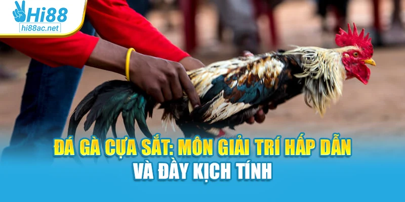 Đá Gà Cựa Sắt: Môn Giải Trí Hấp Dẫn Và Đầy Kịch Tính