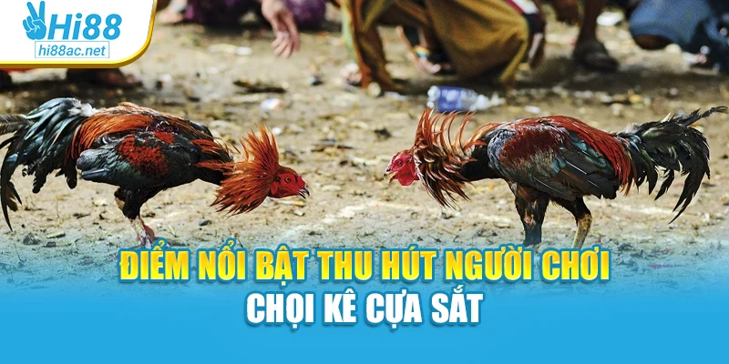 Điểm nổi bật thu hút người chơi chọi kê cựa sắt