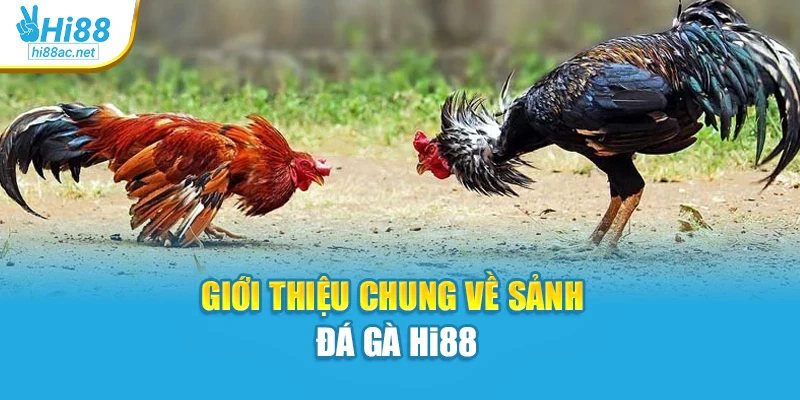 Giới thiệu chung về sảnh đá gà Hi88