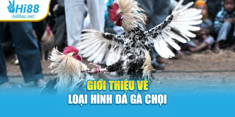 Giới thiệu về loại hình đá gà chọi