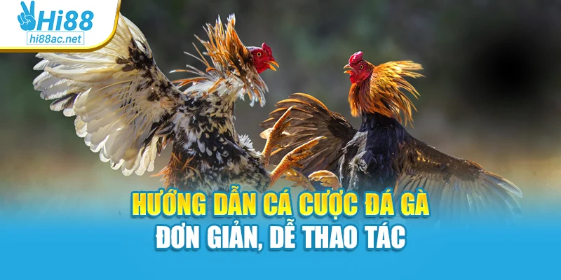 Hướng dẫn cá cược đá gà đơn giản, dễ thao tác