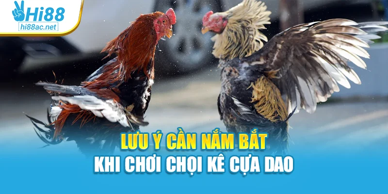 Lưu ý cần nắm bắt khi chơi chọi kê cựa dao