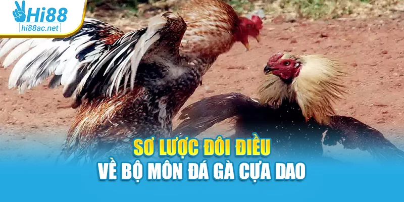 Sơ lược đôi điều về bộ môn đá gà cựa dao