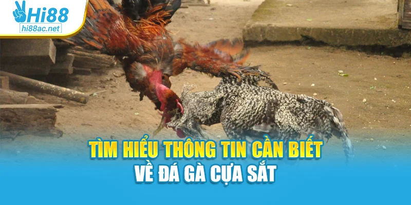 Tìm hiểu thông tin cần biết về đá gà cựa sắt