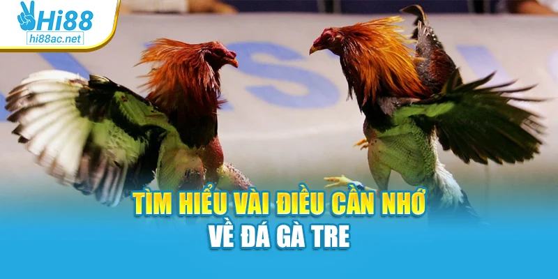 Tìm hiểu vài điều cần nhớ về đá gà tre
