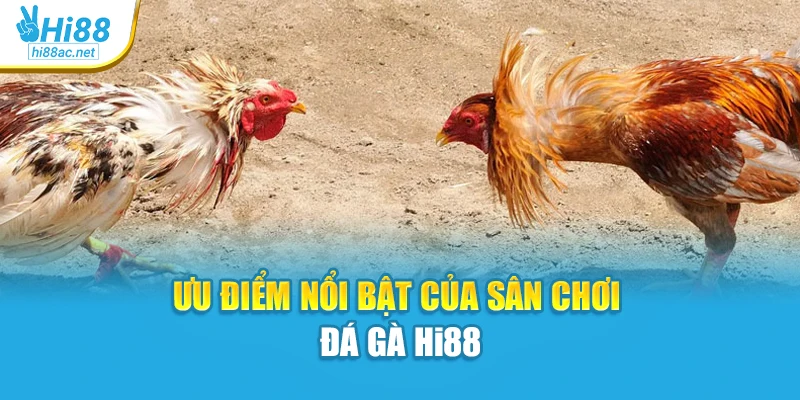 Ưu điểm nổi bật của sân chơi đá gà Hi88